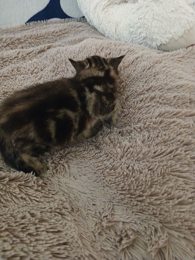 Кошеня  британська прямовуха