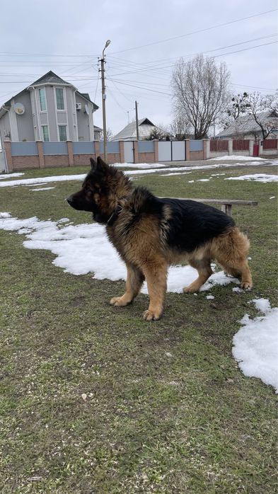 Немец. Німецька вівчарка, Кобель для в’язки , 2 роки