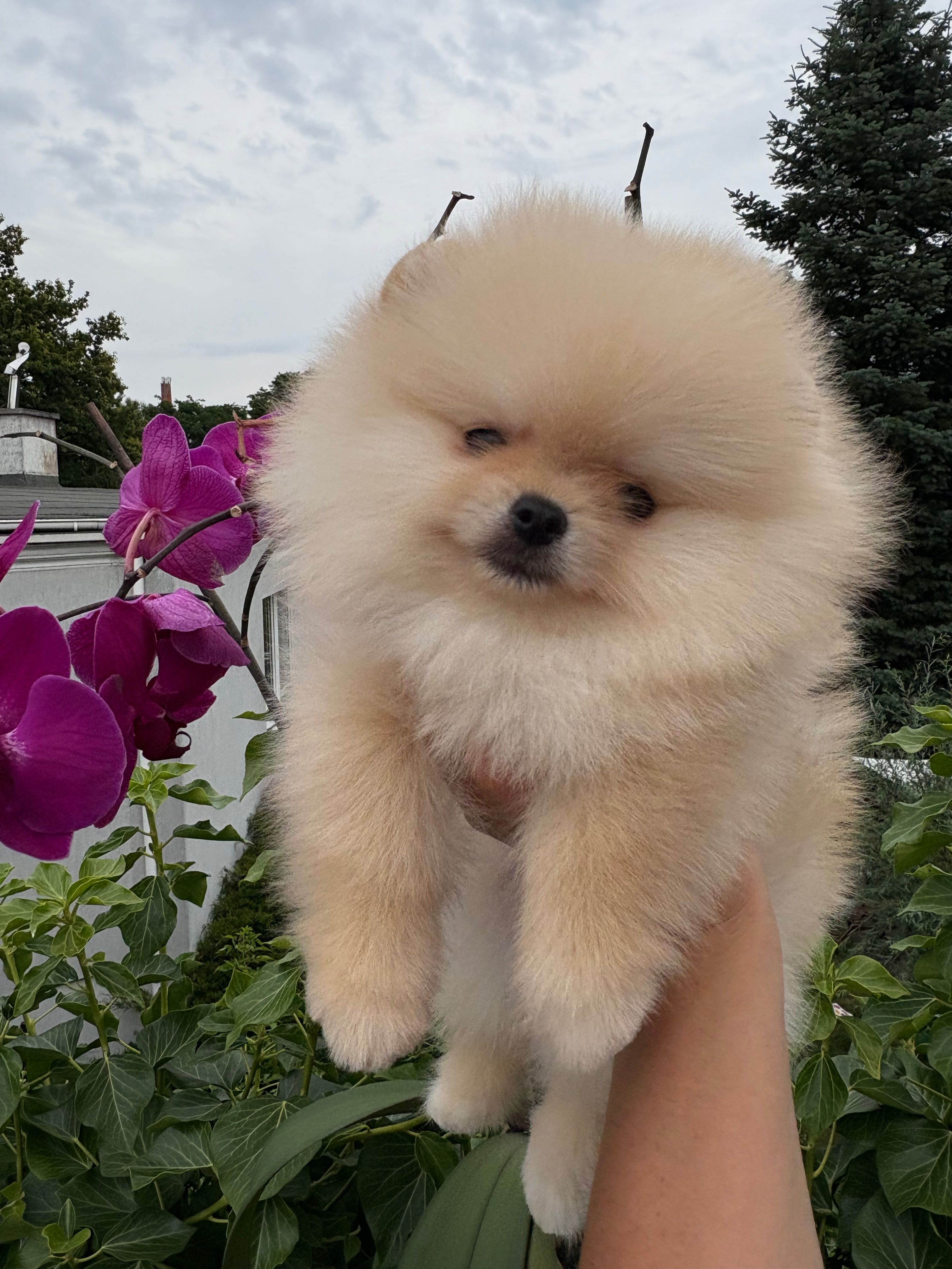 Szpic miniaturowy Pomeranian FCI zkwp suczka