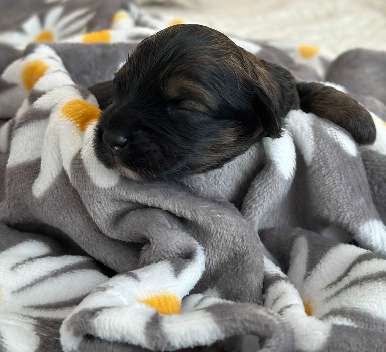 Cudny Hawańczyk samiec CZARUŚ :)