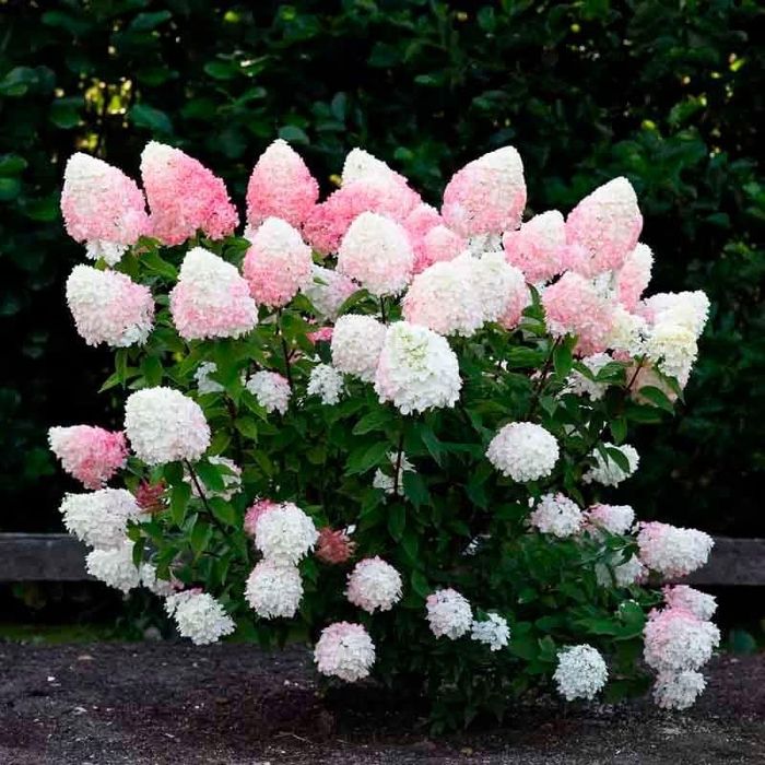 Гортензія Волотиста  2-х річна Ваніла Фрайз