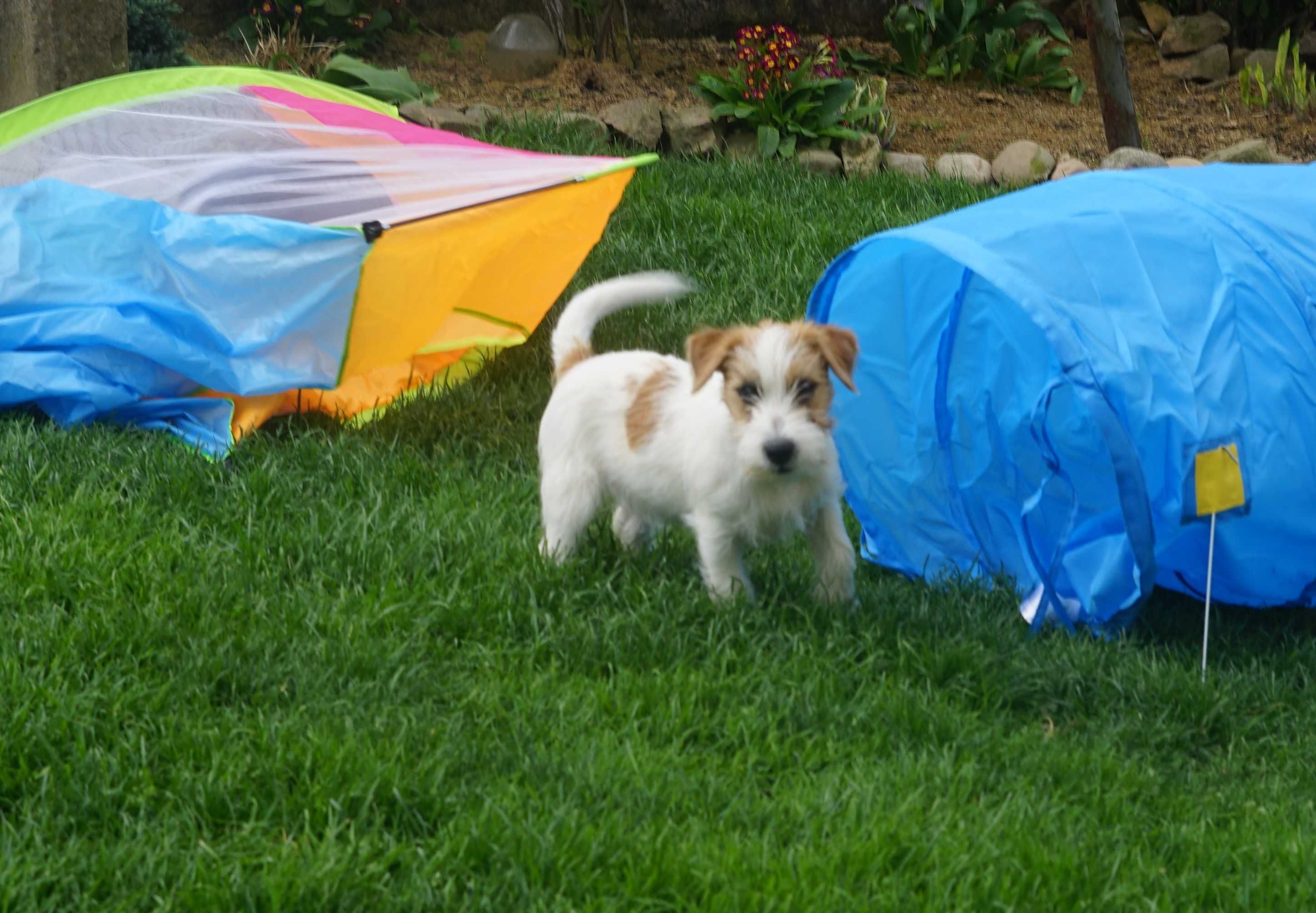 Jack Russell Terrier ZKwP FCI chłopak