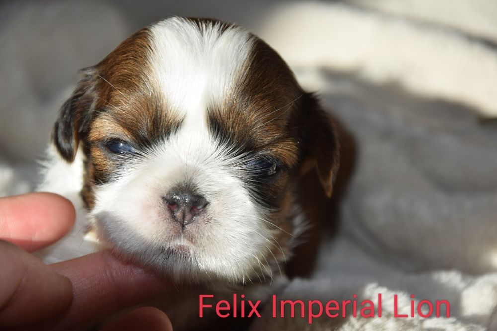 Felix Shih Tzu pies szczeniak rodowód śliczny UBEZPIECZENIE