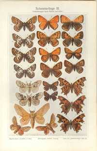 Zwierzęta, Motyle, Węże, Jaszczurki  oryginalne XIX w. grafiki