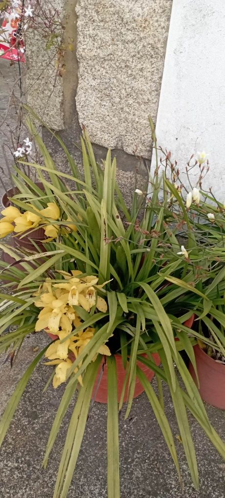 Orquídeas em vaso.