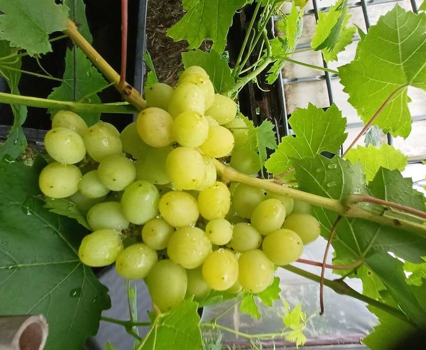 Winorośl, winogrona, sadzonki