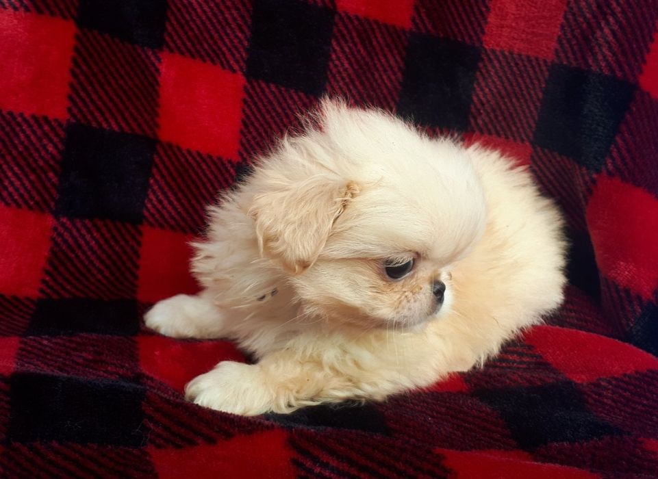 Продам цуценята пекінеса -хлопчики та дівчатка