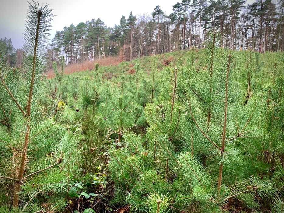 Drzewka Bożonarodzeniowe, Świąteczne Choinki,