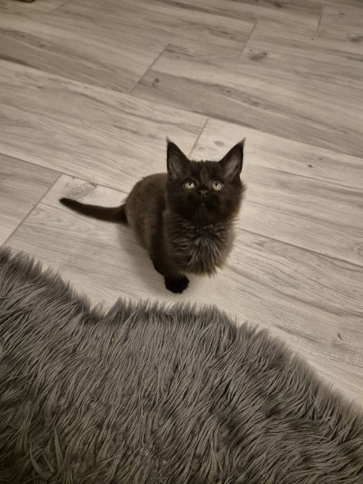 Maine coon ostatni kocurek MCO Maine coon