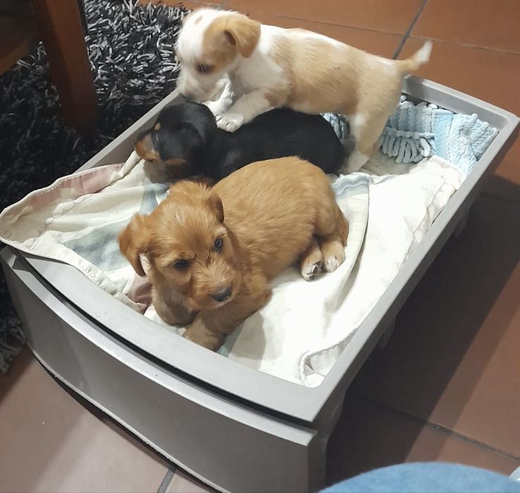 Dá-se bebé de 7 semanas a pessoa responsável
