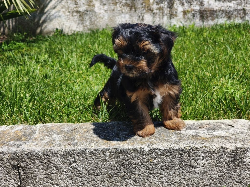 Yorkshire Terrier machinho