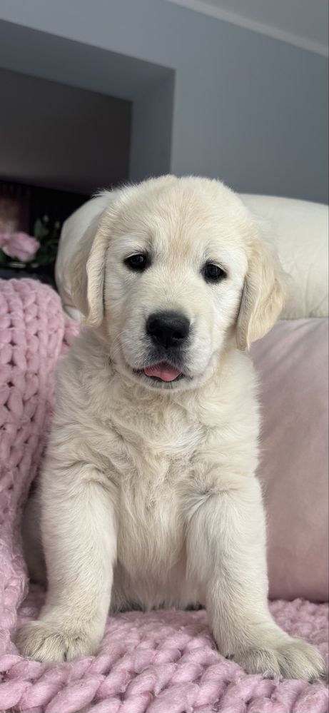 Golden Retriever FCI ZKwP Suczka Po Championie PL *GOTOWA DO ODBIORU*