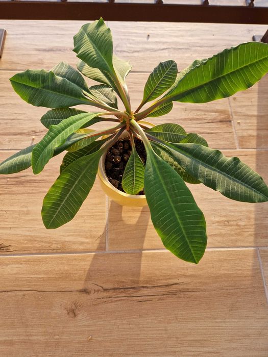 Roślina domowa, Wilczomlecz, Benjamin madagaskarski, sadzonki