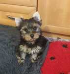 Yorkshire terrier sunia