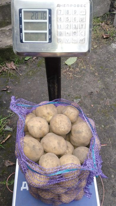 картопля сорту "Конект" з доставкою