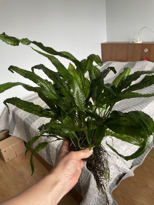 Microzorium mikrozorium roślina rośliny roslinka akwariowa