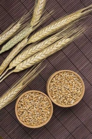 `Обмін пшеничної та ячмінної крупи на карторлю`