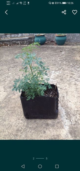 Aromáticas diversas