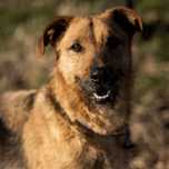 Lola, młoda suczka w typie: terier, terrier, airdale, irish, foxterier