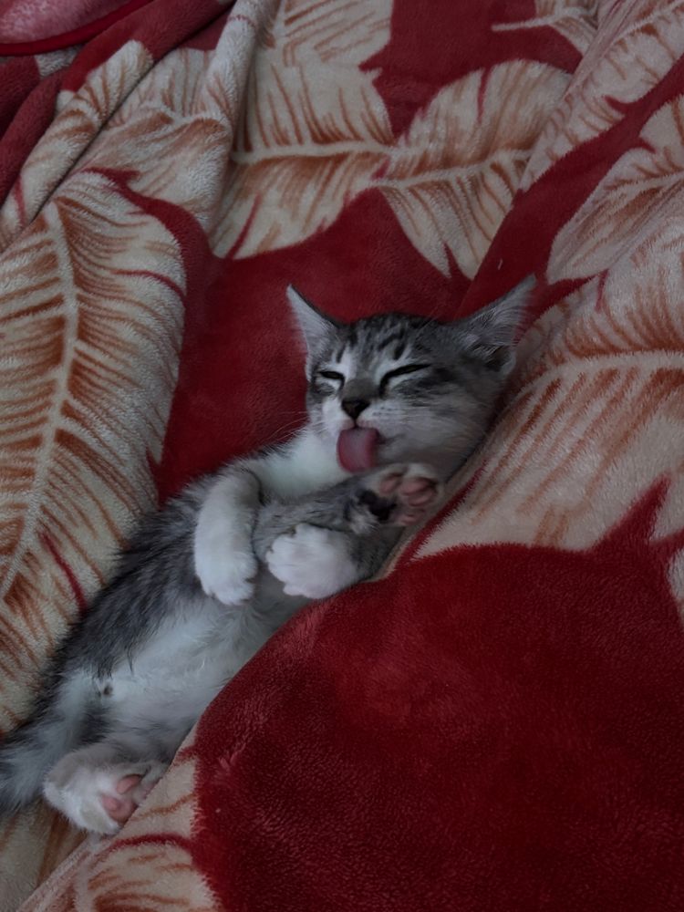 Котенята, дівчата 2 місяці