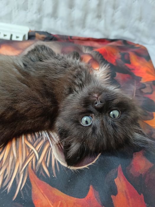 Kocurek Syberyjski .Gotowy do zamiany domu.