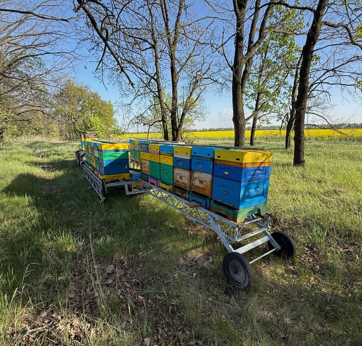 Ріпаковий мед кремовий