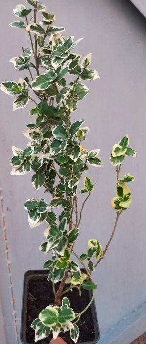 Бруслини (бересклеть) + один самшит