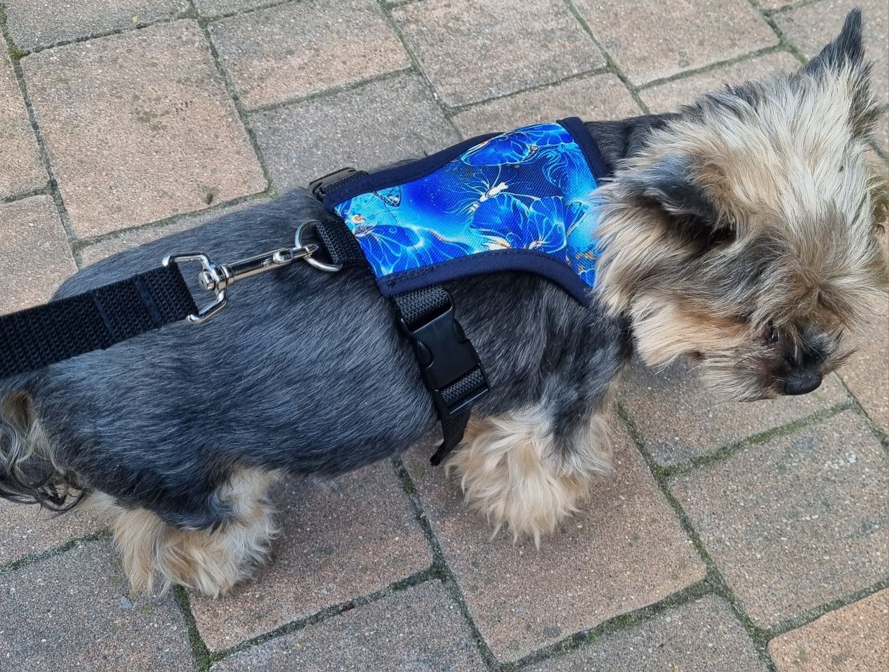szelki  dla york maltańczyk shih-tzu  szyte na miarę