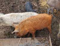 Свинка кабанчик мангалиці мангалиця угорська свині поросята