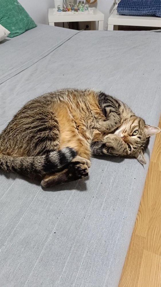 Dois gatos adultos para adoção