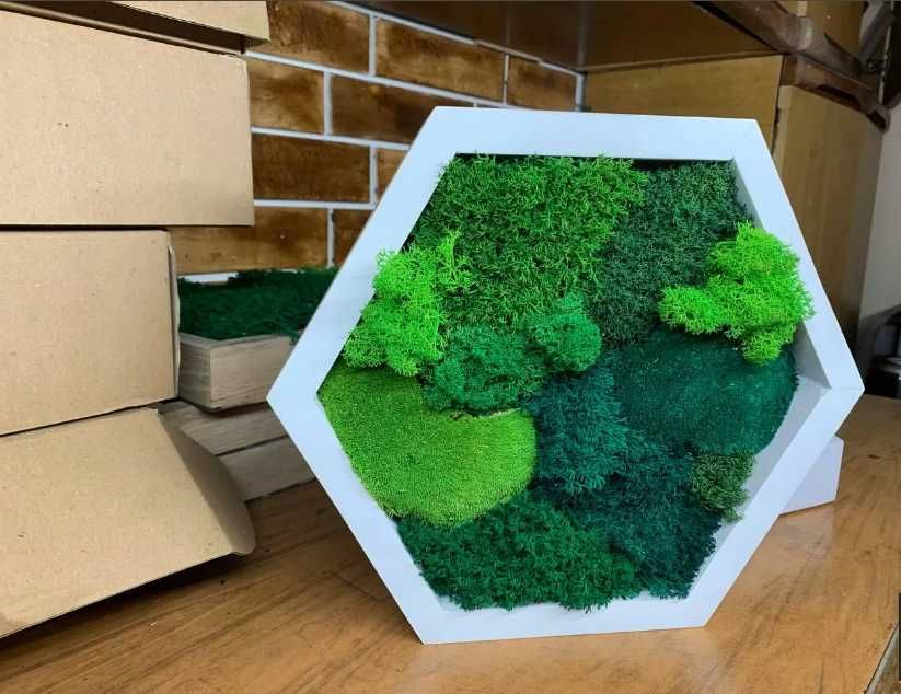 Мох у сотах, соти з мохом,декор з моху, стабілізований мох