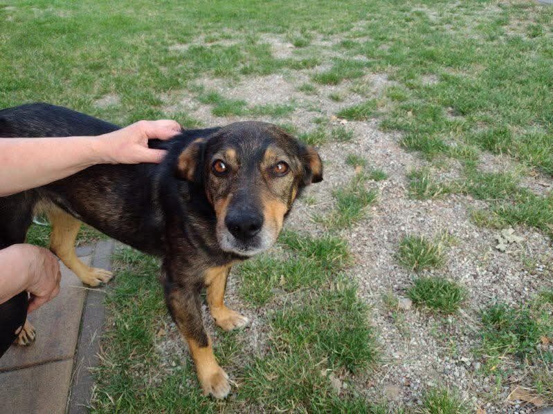 Piesek do pilnej adopcji