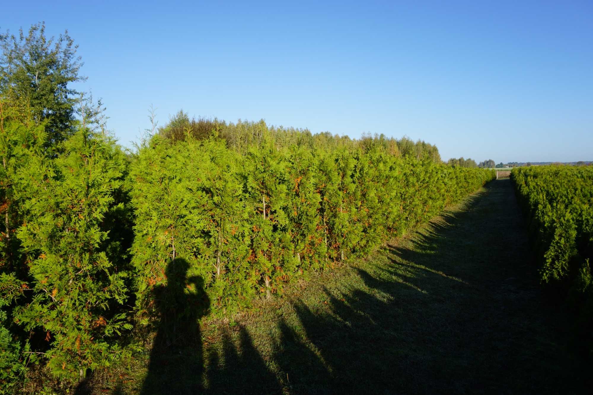 200cm _‼️_ thuja BRABANT _‼️_ tuja szpalerowa żywopłot ‼️ TRANSPORT ‼️