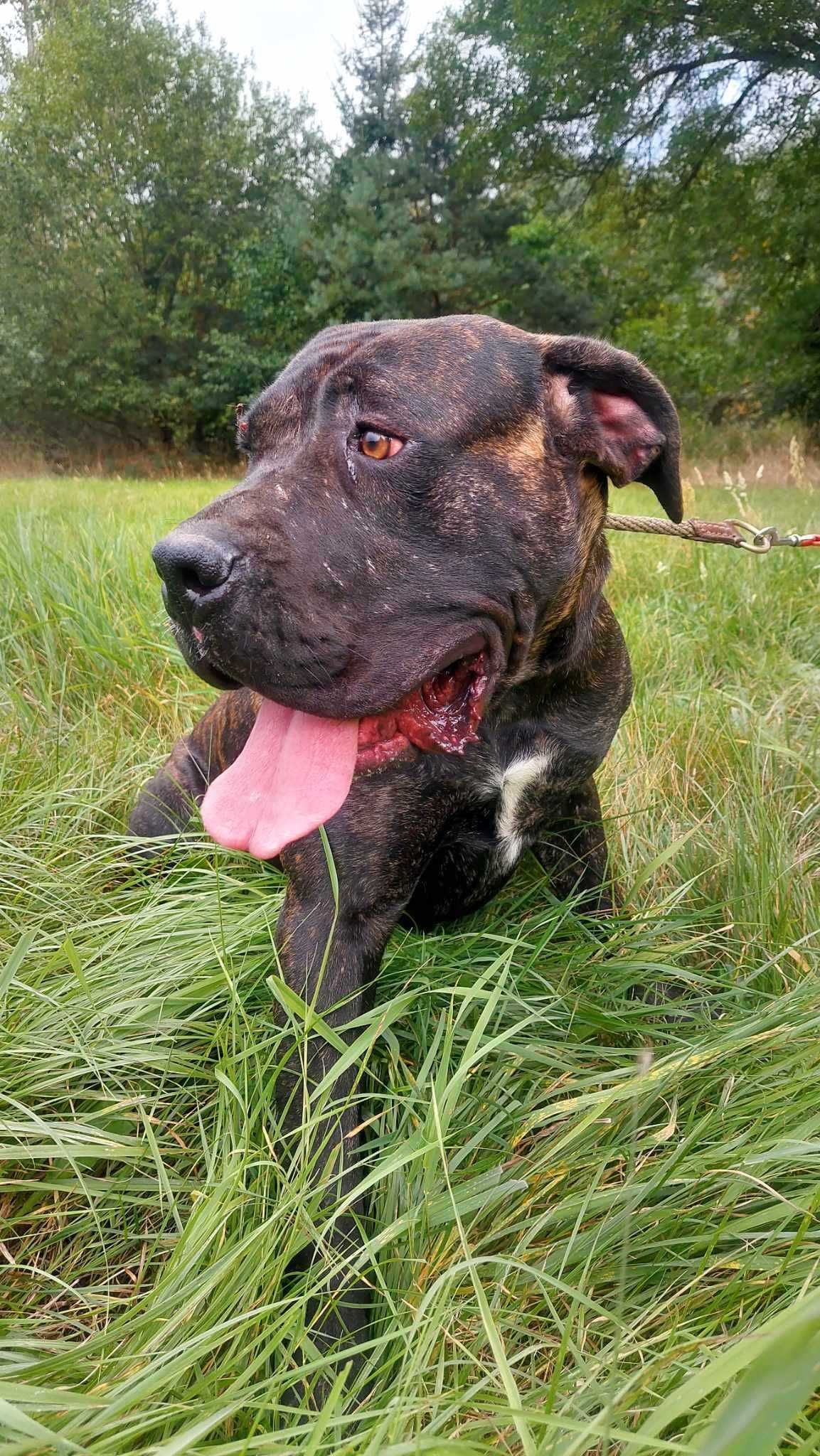 CANE CORSO rodzeństwo Zmora i Ares do adopcji, za darmo, 2letnie 45kg