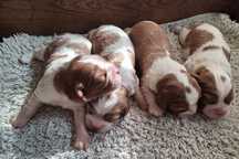 Cavalier King Charles Spaniel