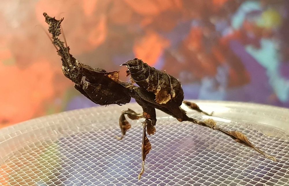 Phyllocrania paradoxa modliszka duch