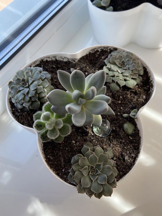 Продам сукуленти