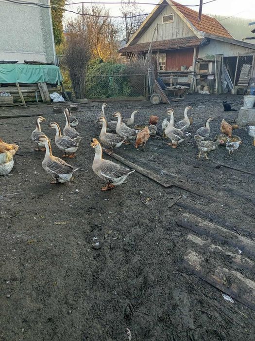 Продам молоді гуси