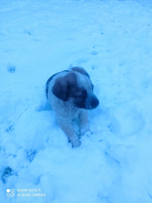 Oddam szczeniaki za darmo