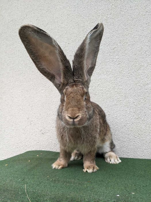 Самчик. Велетень 9 міс.