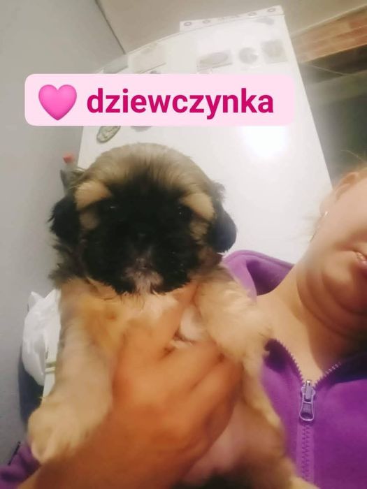 Shih tzu rezerwacji