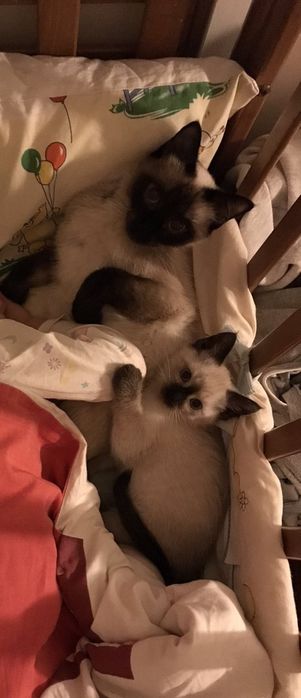 Котята   мальчик и девочка сиамские тайский