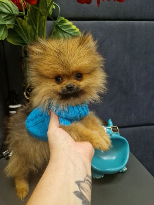 Szpic miniaturowy Pomeranian Boo sunieczka