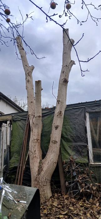 Drewno orzech dla stolarzy