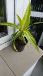 Dracena Słomniki k.Krakowa