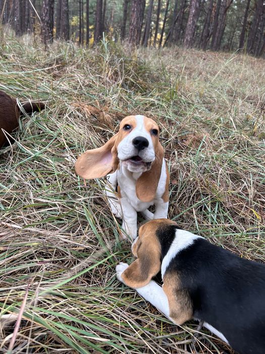 Клубний бігль. 4 місяці. Повний пакет документів