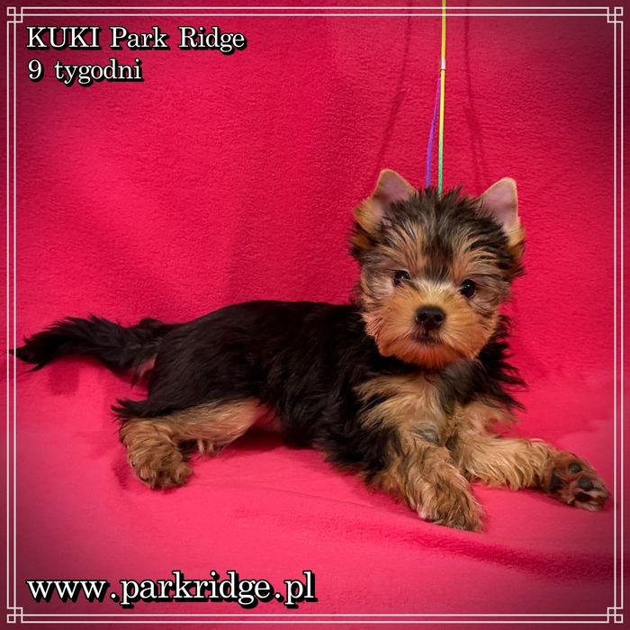 york yorki suczka ok. 2 kg rodowód ZKwP FCI