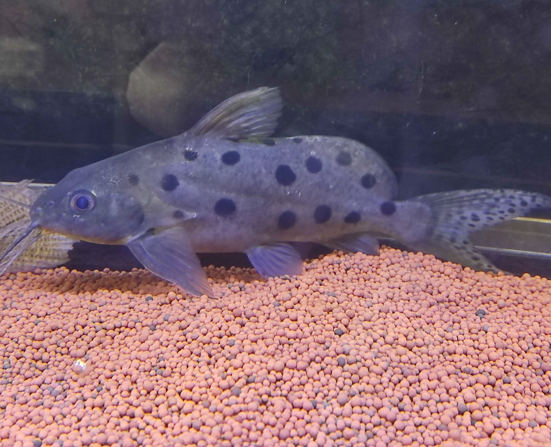 Synodontis Peixe