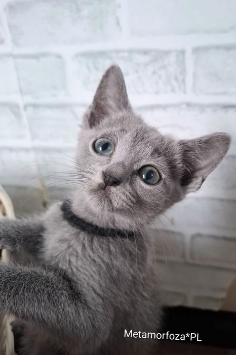 Kocurek rosyjski niebieski