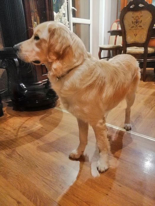 Golden Retriever z Rodowodem suczka dorosła